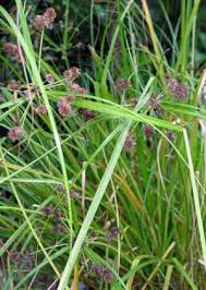 Image result for Cyperus chersinus