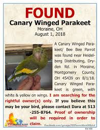 This bird seems to be doing bet. 911 Parrot Alert Found Canary Winged Parakeet Bee Bee Parrot