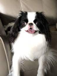 Sashimi 1 Year Old Japanese Chin Dogs Doggy