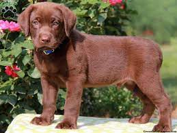 Nick labrador retriever, labrador, really cute puppies. Chocolate Labrador Puppies For Sale In Southern California Bmo Show
