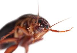 This includes pest infestations, which can cause huge problems at your property. Spring Pest Control Deter Unwanted Houseguests Bob Vila