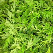 .ulam raja mp3 dan menurut kami yang paling cocok adalah cara tanam pokok ulam raja. 5 Manfaat Tersembunyi Di Balik Helai Daun Kenikir Ragam Bola Com
