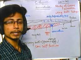 Egg Retention Assay: Measuring Effects Of Bacteria On Elegans Behavior