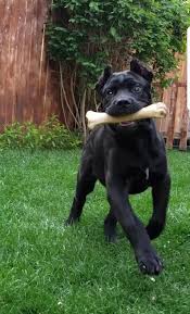 Cane Corso Puppy Leonidas At 11 Weeks Old Cane Corso Cane Corso Puppies Cane Corso Italian Mastiff