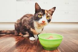 Does it seem as if there will never be enough food to fill her up? Why Is My Cat Always Hungry