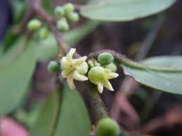 Image result for Olacaceae