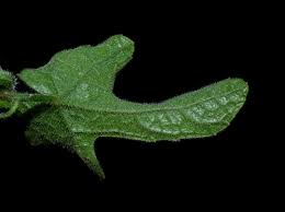 Image result for Cucumis hirsutus