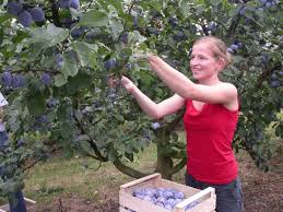 Wann kann man zwetschgen kaufen? Schweizer Zwetschgen Sind Jetzt Reif Kleinbrennerei