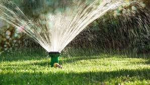 Should i water my lawn if it is going to rain? How To Water Grass Plants During The Summer Months