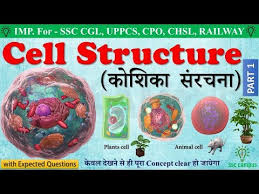 Check spelling or type a new query. Download Complete Cell Structure 3gp Mp4 Codedwap