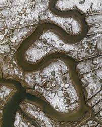 Image result for Dissotis trothae