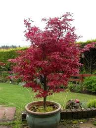 I Have An Acer Palmatum Skeeter S Broom Grows On You Potted Plants Outdoor Potted Trees Small Japanese Garden
