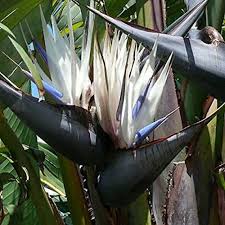 Image result for Strelitzia nicolai