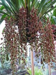 Cricket Cymbidium Orchids Beautiful Orchids Growing Orchids