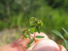 Image result for Euphorbia hyssopifolia