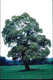 Image result for Acacia melanoxylon
