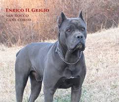 Enrico Cane Corso Dog Jpg 500 431 Cane Corso Puppies Cane Corso Corso Dog