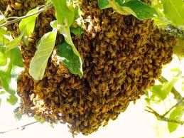 At beegone® honeybee removal, we truly understand how precious our bees are. Digging In What To Do When Honey Bees Swarm Home Garden Nola Com