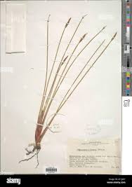 Image result for Eleocharis limosa