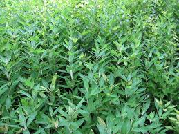 Image result for Shibataea kumasasa