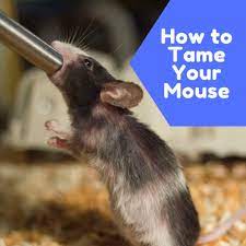 How To Bond With Your Pet Mouse And Get It To Like You In 2021 Pet Mice Pets Cool Pets