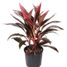 Check spelling or type a new query. Ti Plant Costa Farms