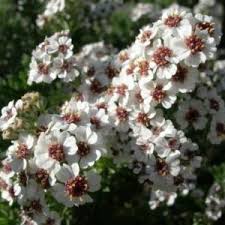 Image result for Eriocephalus microphyllus