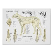 Dog Nervous System Anatomy Poster Chart