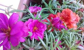 ipek cicegi kedi tirnagi bakimi portulaca grandiflora cicek bakimi cicek cesitleri cicek turleri cicek isimleri cicek bi tki ic bahce