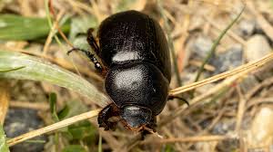 Image result for Pentodon