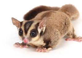Malaysia To Restrict Trade In Big Eyed Sugar Gliders