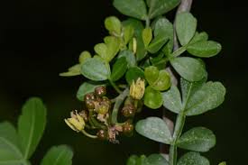 Image result for Harrisonia