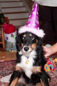 Black And Tan Australian Shepherd Puppies A Black With White And Tan Australian Shepherd Puppy Is Wearing A Purple Birthday Hat And It I Australian Shepherd Shepherd Dog Breeds Australian Shepherd Dogs