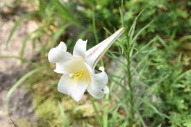 Image result for Lilium formosanum