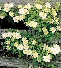 We did not find results for: Powojnik Clematis Guernsey Cream Duza Ladna Sadz2l 5611049830 Allegro Pl Wiecej Niz Aukcje Clematis Plants Climbing Clematis Clematis Vine