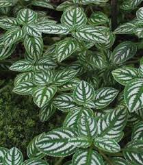 Image result for Impatiens mildbraedii