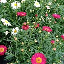 Unatoč tome što je poljsko cvijeće, mnogi ju rado uzgajaju u svojim vrtovima, bilo za ukras, bilo za rezano cvijeće, jer ovo je još uvijek jedan od mnogima omiljenih cvijetova. Ivancica U Crvenoj I Rasadnik Cvijeca Darko Golubovci