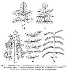 Leaf Definition Parts And Types With Diagram Botany