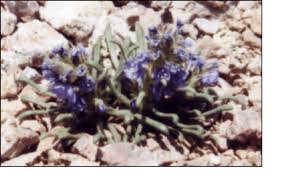 Interested in learning more about how komarek's custom roll briquetters and compactors can be used to improve your material handling process, and plant efficiency and operations? Gilia Sedifolia Photograph Provided By Susan Komarek Download Scientific Diagram