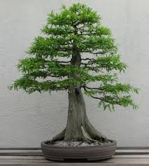12 types of bonsai trees illustrated via 54 pictures organized by style/shape. Bonsai Horticulture Britannica