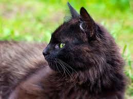 The list would include the american curl, birman maybe a long haired cat apposed to a short haired cat has more feminine energy or wisdom. Black Cat Breeds With Yellow Eyes Long Haired