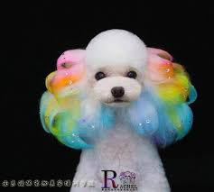 39 个Grooming 点子| 寵物, 狗, 狗美容