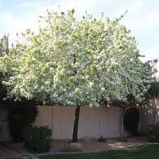Remove branches that grow inward, in order to give the citrus tree a groomed appearance. Flowering Pear Trees For Sale Flowering Trees Flowering Pear Tree Flowering Trees Small Gardens