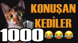 Konusan Kediler 1000 En Komik Kedi Videolari Youtube