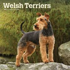 The welsh terrier may be the oldest dog breed stil in existence in the united kingdom. Welsh Terrier 2020 16 Monatskalender Mit Freier Dogdays App Original Browntrout Kalender Mehrsprachig Kalender Wall Kalender Amazon De Browntrout Publisher Bucher