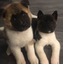 Stuffed Toy Or Real Puppies Akita Dog Japanese Dogs Baby Animals