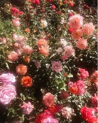 Muse Monday Madelynn De La Rosa Flower Aesthetic Nature Aesthetic Aesthetic Wallpapers