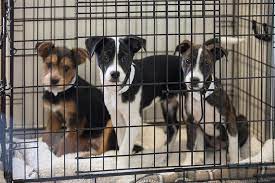 Check spelling or type a new query. 10 Reasons To Adopt A Shelter Dog Aspca