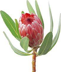 Yuar Katalog Cvetov Optovogo Sklada Moscvettorg In 2021 Botanical Flowers Protea Flower Australian Flowers