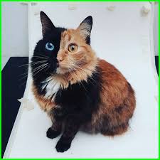  Gambar Kucing Lucu Imut Dan Paling Menggemaskan Sedunia Gambar Kucing Lucu Kucing Lucu Menggambar Kucing